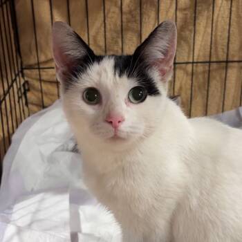 Rescue Domestic Short Hair Cats for Adoption in Monroe, Michigan - Kimmie | PetCurious
