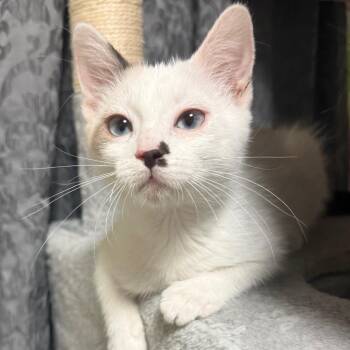 Pearl -  Domestic Short Hair Cat for Adoption in Grantsville, Utah - Pearl | PetCurious