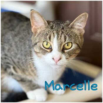 Rescue Domestic Short Hair Cats for Adoption in Little Falls, New York - Marcelle | PetCurious