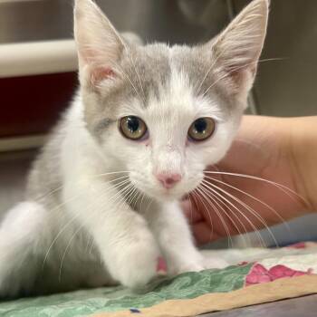 Emmy Lou Lou -  Domestic Medium Hair Cat for Adoption in Huntsville, Arkansas - Emmy Lou Lou | PetCurious