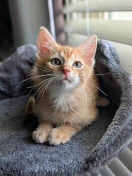 Sunkist -  Domestic Short Hair Cat for Adoption in Murfreesboro, Tennessee - Sunkist | PetCurious