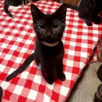 Rescue Domestic Medium Hair Cats for Adoption in Hartsville, South Carolina - Bear | PetCurious