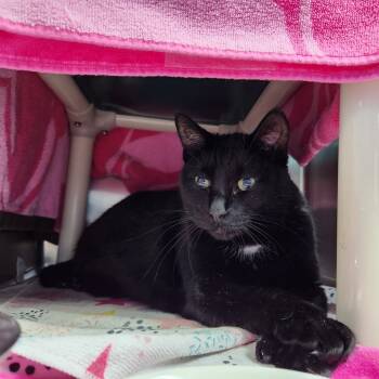 Rescue Domestic Short Hair Cats for Adoption in Walker, Michigan - Perry | PetCurious