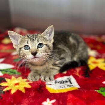 Clarabelle -  Domestic Short Hair Cat for Adoption in Madison, Wisconsin - Clarabelle | PetCurious