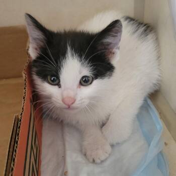 Yas Queen -  Domestic Short Hair Cat for Adoption in Westminster, California - Yas Queen | PetCurious