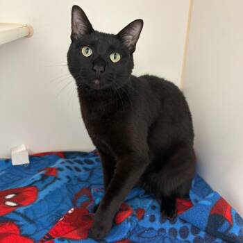 Nora -  Domestic Short Hair Cat for Adoption in Clavet, Saskatchewan - Nora | PetCurious
