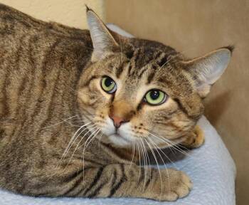 Rescue Domestic Short Hair Cats for Adoption in Euclid, Ohio - Drew | PetCurious