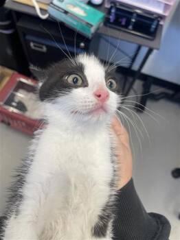 Domestic Short Hair Cats Available for Adoption in West Chester, Pennsylvania - Zebra | PetCurious