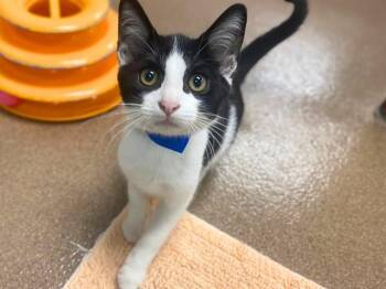 RIVER -  Domestic Short Hair Cat for Adoption in Fort Wayne, Indiana - RIVER | PetCurious