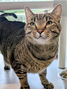 LISA -  Domestic Short Hair Cat for Adoption in Bloomington, Illinois - LISA | PetCurious