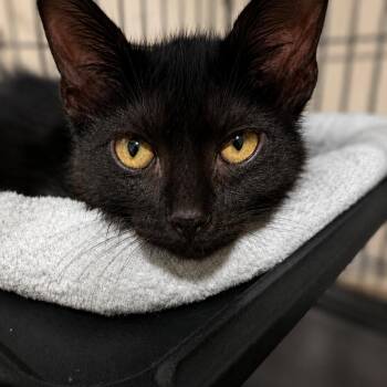 Enzo -  Domestic Short Hair Cat for Adoption in Warrensburg, Missouri - Enzo | PetCurious