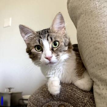 Rescue Domestic Short Hair Cats for Adoption in Long Beach, California - Sandwiches (Sammy) | PetCurious