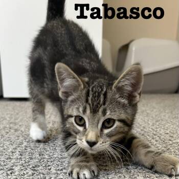 Domestic Short Hair Cats Available for Adoption in Fishers, Indiana - Tabasco | PetCurious