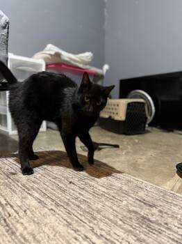 Domestic Short Hair Cats Available for Adoption in Corydon, Indiana - Crook | PetCurious