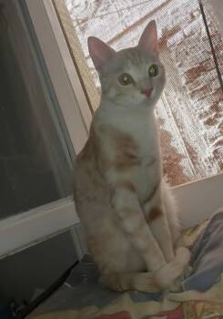 Exotic Shorthair and Bengal Cats Available for Adoption in Wolcott, Connecticut - Mango | PetCurious