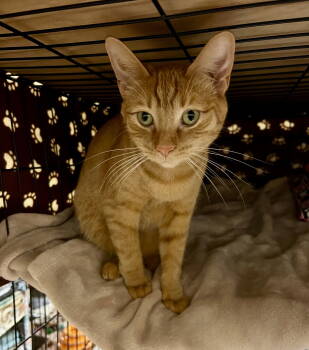 Rescue Domestic Short Hair Cats for Adoption in Blasdell, New York - Marian | PetCurious