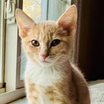 Helios -  Domestic Short Hair Cat for Adoption in Durham, North Carolina - Helios | PetCurious