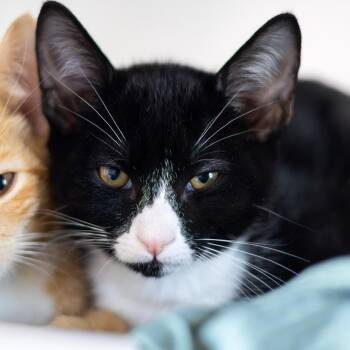 Friskies (bonded with Tiki) -  Domestic Short Hair Cat for Adoption - Friskies (bonded With Tiki) | PetCurious