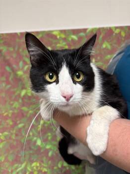 Domestic Short Hair Cats Available for Adoption - MR. WAFFLES | PetCurious