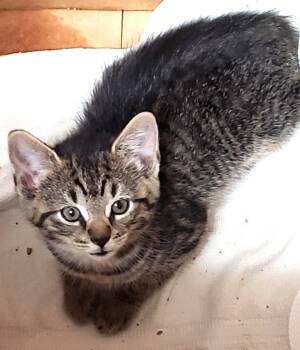 Ozzie -  Domestic Short Hair Cat Available for Adoption in East Brunswick, New Jersey - Ozzie | PetCurious