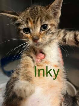 Inky -  Domestic Short Hair Cat for Adoption in Princeton, Indiana - Inky | PetCurious