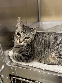 Rescue Domestic Short Hair Cats for Adoption in Missoula, Montana - Jasmine | PetCurious