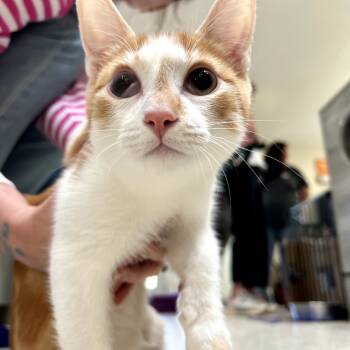 Rescue Domestic Short Hair Cats for Adoption in Kanab, Utah - Otter | PetCurious