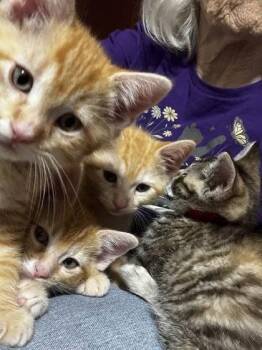 Einstein -  Domestic Short Hair Cat for Adoption in Hobart, Indiana - Einstein | PetCurious
