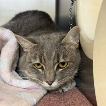 Domestic Short Hair Cats Available for Adoption in Richmond, Virginia - Firefly | PetCurious