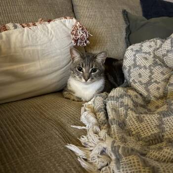 Cosmo -  Domestic Short Hair Cat Available for Adoption - Cosmo | PetCurious