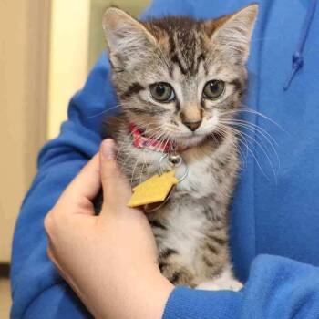Domestic Short Hair Cats Available for Adoption in Port Washington, New York - Elizabeth | PetCurious