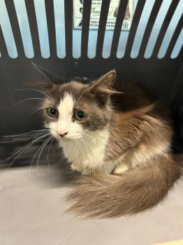 Syrup -  Domestic Medium Hair Cat for Adoption in Gautier, Mississippi - Syrup | PetCurious
