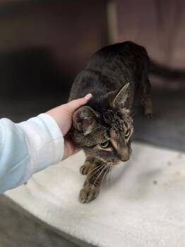 Liam -  Domestic Short Hair Cat for Adoption in Westland, Michigan - Liam | PetCurious