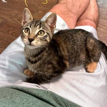 Salsa -  Domestic Short Hair Cat for Adoption in Green Bay, Wisconsin - Salsa | PetCurious