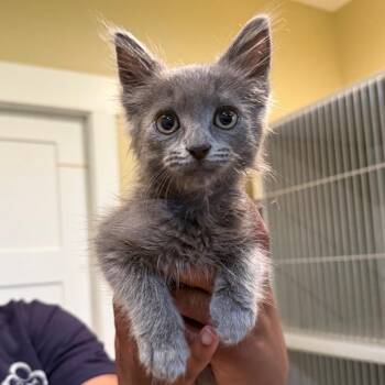 Jasper -  Domestic Medium Hair Cat for Adoption in Saint Charles, Missouri - Jasper | PetCurious