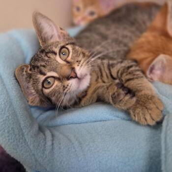 London -  Domestic Short Hair Cat for Adoption in Wantagh, New York - London | PetCurious