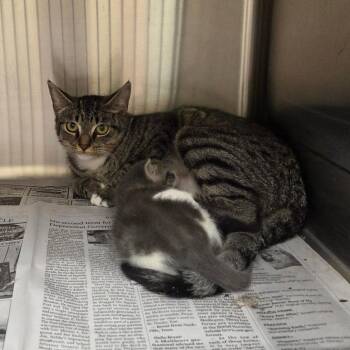 Olivia -  Domestic Short Hair Cat for Adoption in Palestine, Texas - Olivia | PetCurious