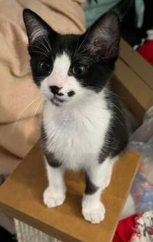 Domestic Short Hair Cats Available for Adoption in St. Cloud, Florida - Marilyn Monroe | PetCurious