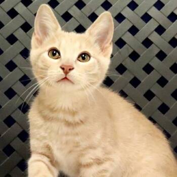 Hector -  Domestic Short Hair Cat for Adoption in Midland, Texas - Hector | PetCurious