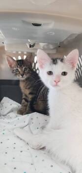 Rescue Turkish Van and Domestic Short Hair Cats for Adoption in Cincinnati, Ohio - Cowlick | PetCurious