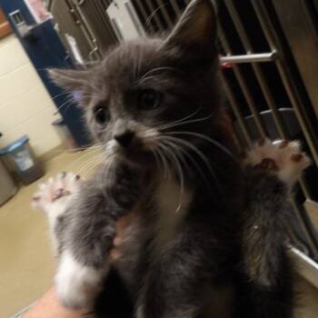 Faxon -  Domestic Short Hair Cat for Adoption in New York, New York - Faxon | PetCurious