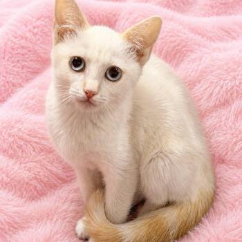 Deborahs Flamepoint Male -  Siamese Cat for Adoption in Glendora, California - Deborahs Flamepoint Male | PetCurious
