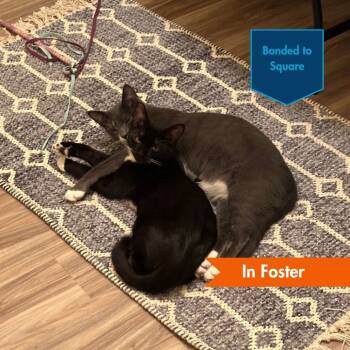 Rescue Domestic Short Hair Cats for Adoption in Baltimore, Maryland - Fava Bean | PetCurious