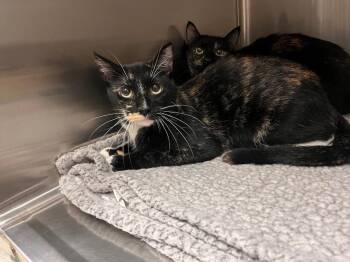 Lucky -  Domestic Medium Hair Cat for Adoption in Twentynine Palms, California - Lucky | PetCurious