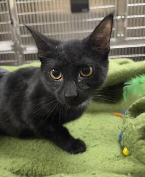 Debutante -  Domestic Short Hair Cat for Adoption in Westland, Michigan - Debutante | PetCurious