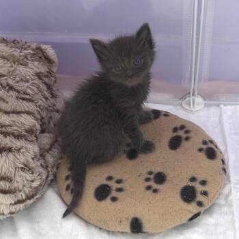 Catbug -  Domestic Short Hair Cat for Adoption in Keizer, Oregon - Catbug | PetCurious