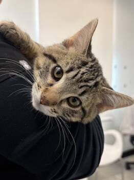 Oliver -  Domestic Short Hair Cat for Adoption in Saint Paul, Minnesota - Oliver | PetCurious