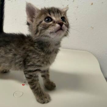Krispy Kreme K2 -  American Shorthair Cat for Adoption in Edinburg, Texas - Krispy Kreme K2 | PetCurious