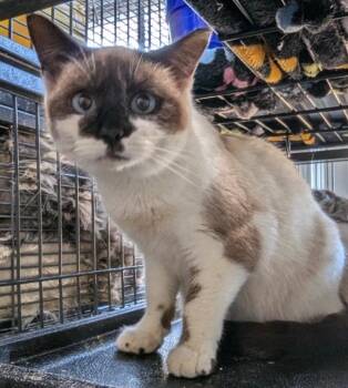 Siamese Cats Available for Adoption - Vera | PetCurious