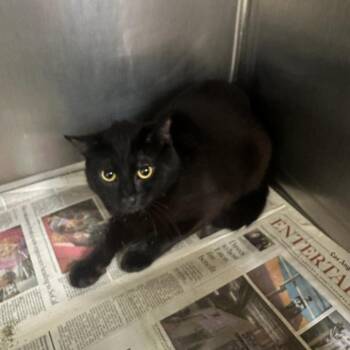 Domestic Short Hair Cats Available for Adoption - Smokey | PetCurious